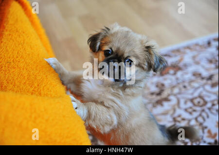 Pekinese Löwe-Hund, Pelchie Hund, Peke ist eine alte Rasse von Spielzeug Stockfoto