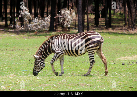 Ebenen zebra von taronga Western Plains Zoo in Dubbo. Diese Stadt Zoo wurde 1977 eröffnet und mittlerweile mehr als 97 Arten haben. Stockfoto