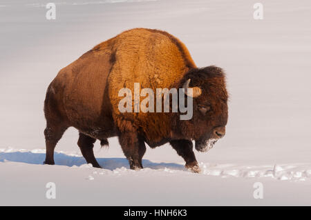 Männlichen Bisons Wandern im Schnee Stockfoto