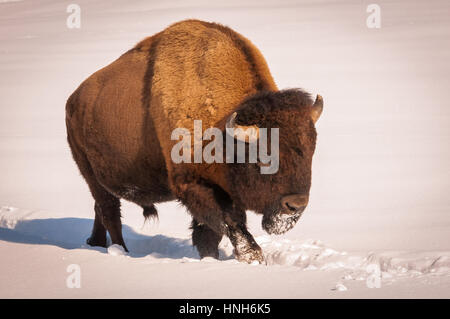 Männlichen Bisons Wandern im Schnee Stockfoto
