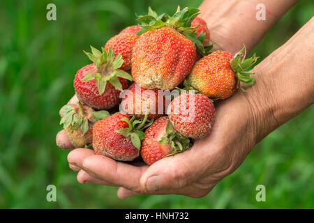 Erdbeere in der Hand. Hände-Gärtner. Hände Arbeit getragen. Bauer mit frisch Erdbeere Stockfoto