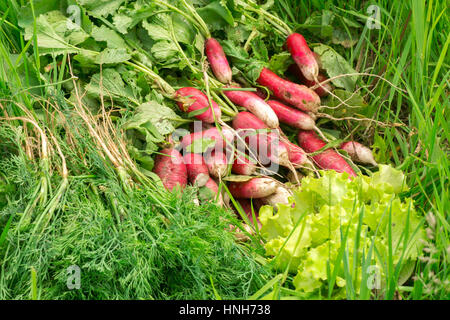 Frisch gepflückt Gemüse. Die Ernte in den Rasen. Radieschen, Salat, Dill im Garten. Natürliche ungewaschenes Gemüse. Zutaten für ein Feder-sala Stockfoto