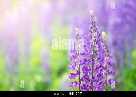 Blühenden Lupinen Blumen. Ein Feld von Lupinen. Sonnenlicht scheint auf Pflanzen. Violet Frühjahr und Sommer blüht. Sanften warmen weichen Farben, der Hintergrund jedoch unscharf. Stockfoto