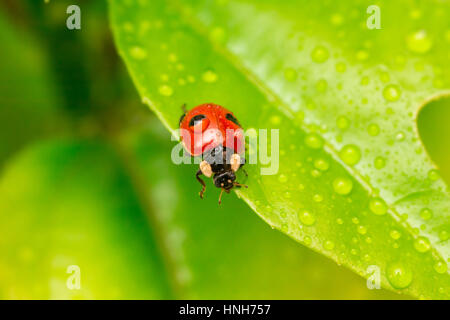 Close-up Marienkäfer auf einem grünen Blatt in den Rasen. Wassertropfen Stockfoto