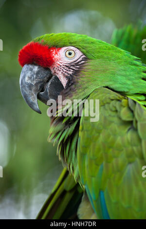 Grüne Soldatenara (Ara Militaris). Stockfoto