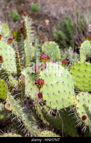 Grünen Pads auf einem Feigenkaktus, die rosa bis roten Blüten (Opuntia Ficus-Indica) produziert ist auch bekannt als indische Feigen Opuntia, Barbary Fig, cactu Stockfoto