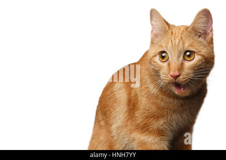 Porträt von Ingwer Katze überrascht offenen Mund auf isolierten weißen Hintergrund, Vorderansicht Stockfoto