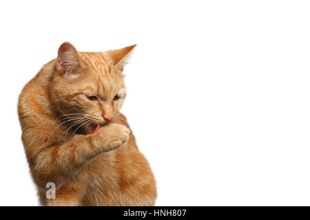 Porträt von wäscht Ingwer Katze leckt Pfote auf isolierten weißen Hintergrund, Vorderansicht Stockfoto