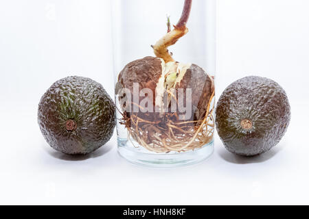 Ganze grüne und braune Avocados mit Avocado Wurzel und Samen wachsen in eine Glasschale. Stockfoto