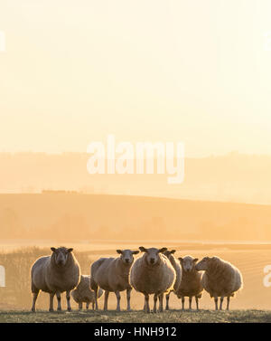 Gruppe von Schafen bei Sonnenaufgang Stockfoto