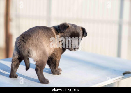 Sehr nette schwarze Welpen. Wunderschöne Welpen. kleine Welpen. Stockfoto