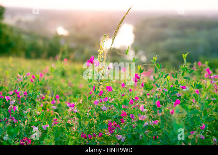 Schöne Landschaft Sonnenaufgang über eine Wiese mit rosa Wildblumen. Die Idee des Hintergrunds des Muttertags, 8. März und Welt-Umwelttag. Weich f Stockfoto