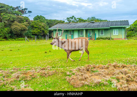 Der Sri-Lankischen Sambar-Hirsch ist das größte Säugetier in Horton Plains Nationalpark, Sri Lanka Stockfoto