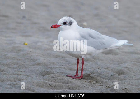 Schwarzkopfmöwe (Ichthyaetus Melanocephalus), Erwachsene im Winter Gefieder stehen am Strand Stockfoto