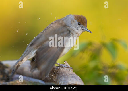 Mönchsgrasmücke (Sylvia Atricapilla), erwachsenes Weibchen ein Bad zu nehmen Stockfoto