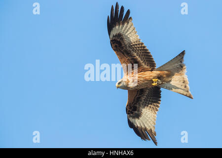 Rotmilan (Milvus Milvus), unreif im Flug Stockfoto