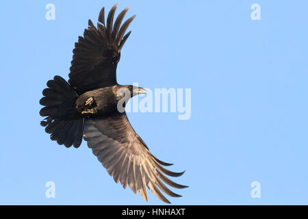 Rabe (Corvux Corax Hispanus), einzelne im Flug Stockfoto