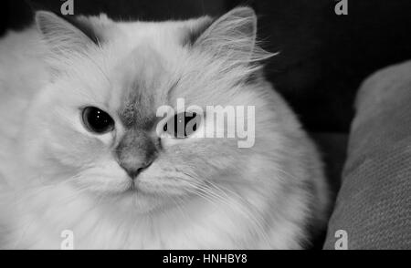 Schwarz / weiß Bild einer niedlichen Katze-Einstellung auf dem Stuhl. Stockfoto