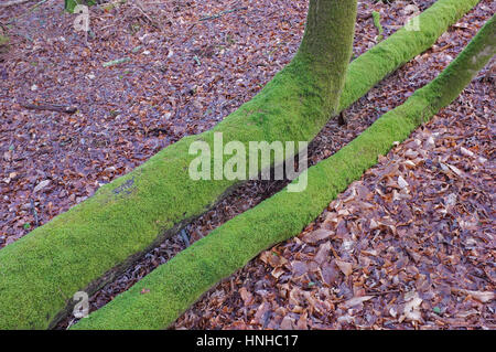 Moos wächst auf einen umgestürzten Baum. Stockfoto