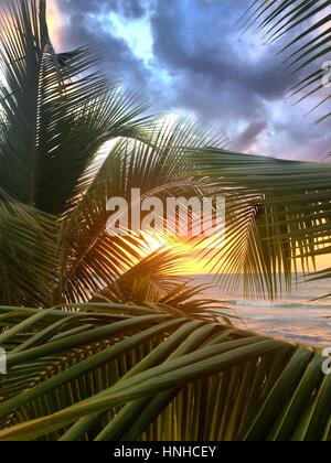 Sonnenuntergang über Seven Mile Beach, Jamaika. Durch eine Palme gesehen.
