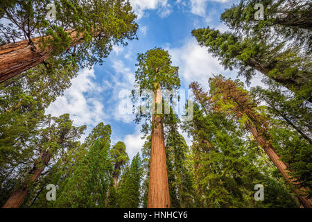 Klassische Weitwinkel Blick auf berühmte Giant Sequoia Bäume, auch bekannt als Mammutbäume oder Sierra Redwoods, an einem schönen Tag im Sommer, Sequoia NP, USA Stockfoto