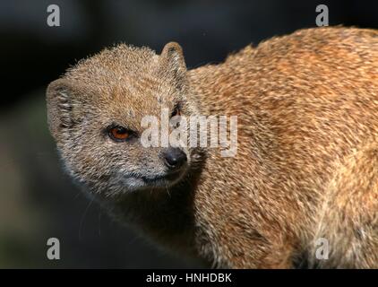 Nahaufnahme des Kopfes einer südafrikanischen gelben Mungo (Cynictis Penicillata) aka Red Erdmännchen Stockfoto