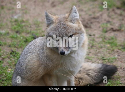 Nordamerikanische Swift Fuchs (Vulpes Velox) vor der Kamera. Stockfoto