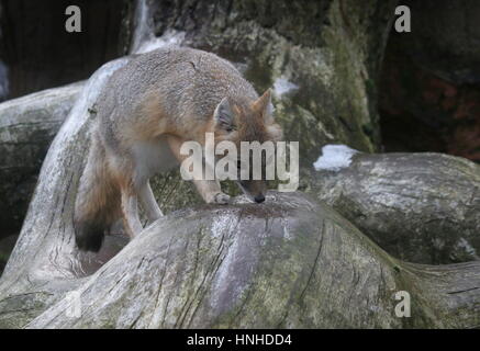 North American Swift-Fuchs (Vulpes Velox) erkunden Stockfoto