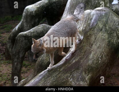 North American Swift-Fuchs (Vulpes Velox) erkunden Stockfoto