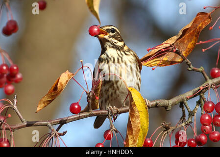 Europäische Rotdrossel (Turdus Iliacus) ernähren sich von Beeren im Winter, Stockfoto