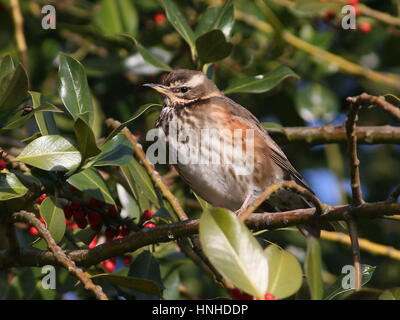 Europäische Rotdrossel (Turdus Iliacus) ernähren sich von Beeren im Winter, Stockfoto