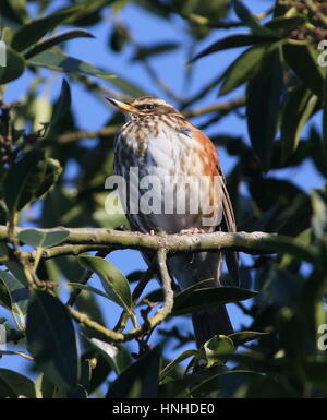 Europäische Rotdrossel (Turdus Iliacus) ernähren sich von Beeren im Winter, Stockfoto