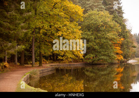 Stockenten Pike See. Im Forest of Dean an der englischen und walisischen Grenze gibt es einen öffentlichen Freizeit-Flächen um einen kleinen See. Kreuz und quer durchzogen mit Stockfoto