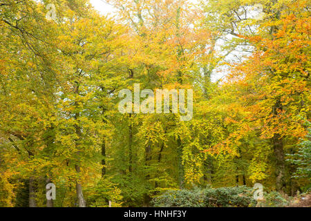 Wandern in der Forest of Dean. Der Forest of Dean liegt an der Englisch-walisischen Grenze und ist ein Gebiet von außergewöhnlicher Schönheit. Großteil der Wald wurde p Stockfoto