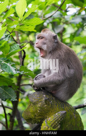 Gähnen langschwänzigen Affe auf einem Affenstatue in Ubud, Bali, Indonesien Stockfoto