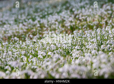 Stanton Lacy, UK. 13. Februar 2017. Großbritannien Wetter. Spektakuläre Darstellung von Schneeglöckchen auf dem Kirchhof von St. Peter, Lacy Stanton, Shropshire, England, UK. Bildnachweis: John Hayward/Alamy Live-Nachrichten Stockfoto