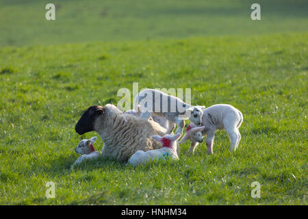 Neu geboren 2017 Lämmer in das Dorf Lixwm, Flintshire, Wales, UK Stockfoto