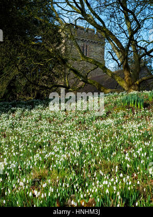 Spektakuläre Darstellung von Schneeglöckchen auf dem Kirchhof von St. Peter, Lacy Stanton, Shropshire, England, UK. Stockfoto