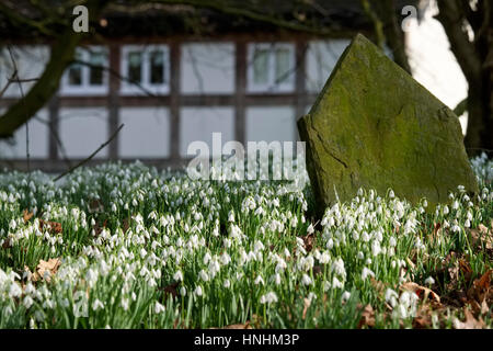 Spektakuläre Darstellung von Schneeglöckchen auf dem Kirchhof von St. Peter, Lacy Stanton, Shropshire, England, UK. Stockfoto