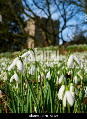 Spektakuläre Darstellung von Schneeglöckchen auf dem Kirchhof von St. Peter, Lacy Stanton, Shropshire, England, UK. Stockfoto