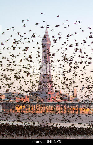 Blackpool, Lancashire, UK. 13. Februar 2017. Großbritannien Wetter. Tausende von Staren hinab auf an den sonnigen Strand auf Blackpool Promenade. Diese spektakuläre Murmuration kann nur an wenigen Standorten in ganz UK Festland gesehen werden. Bis zu 40.000 Vögel kommen Sie in Blackpool North Pier jeden Abend, um unter den viktorianischen Trägern von dem berühmten Pier Schlafplatz. Bildnachweis: Mediaworld Bilder/Alamy Live-Nachrichten Stockfoto