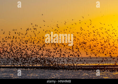 Blackpool, Lancashire, UK. 13. Februar 2017. Großbritannien Wetter. Tausende von Staren hinab auf an den sonnigen Strand auf Blackpool Promenade. Diese spektakuläre Murmuration kann nur an wenigen Standorten in ganz UK Festland gesehen werden. Bis zu 40.000 Vögel kommen Sie in Blackpool North Pier jeden Abend, um unter den viktorianischen Trägern von dem berühmten Pier Schlafplatz. Bildnachweis: Mediaworld Bilder/Alamy Live-Nachrichten Stockfoto