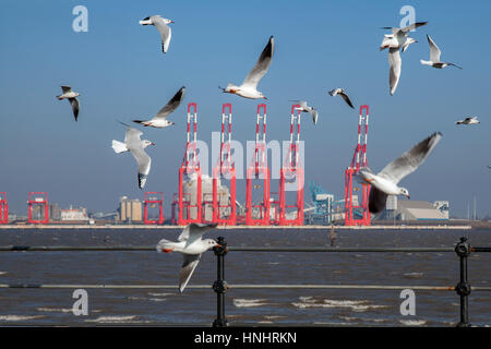 Operationelle Cantilever Rail-Mounted Gantry (CRMG)-Krane; Birds in Flight, fliegen in den Wolken bei Scharen von Möwen in New Brighton, Wirral, lästige Möwen fliegen mit dem Onshore-Wind über die Mersey. Das Kreischen der Möwen ist das Reservat von Küstenstädten und der Soundtrack signalisiert den Beginn des Frühlings. Nach einer Saison von Möwenangriffen an der Küste in einigen Resorts, in denen gebrannte Banditen auf Urlauber abtangen, wird Natural England Genehmigungen zur Kontrolle ausstellen, um „die öffentliche Gesundheit und Sicherheit zu erhalten“, aber Genehmigungen können nicht von jemandem verwendet werden, nur weil sie von den Vögeln krank sind Stockfoto