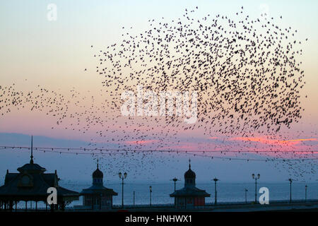 Blackpool, Lancashire, UK. 13. Februar 2017. Großbritannien Wetter. Tausende von Staren hinab auf an den sonnigen Strand auf Blackpool Promenade. Diese spektakuläre Murmuration kann nur an wenigen Standorten in ganz UK Festland gesehen werden. Bis zu 40.000 Vögel kommen Sie in Blackpool North Pier jeden Abend, um unter den viktorianischen Trägern von dem berühmten Pier Schlafplatz. Bildnachweis: Mediaworld Bilder/Alamy Live-Nachrichten Stockfoto