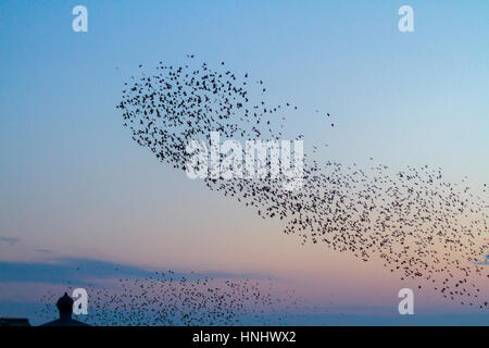 Blackpool, Lancashire, UK. 13. Februar 2017. Großbritannien Wetter. Tausende von Staren hinab auf an den sonnigen Strand auf Blackpool Promenade. Diese spektakuläre Murmuration kann nur an wenigen Standorten in ganz UK Festland gesehen werden. Bis zu 40.000 Vögel kommen Sie in Blackpool North Pier jeden Abend, um unter den viktorianischen Trägern von dem berühmten Pier Schlafplatz. Bildnachweis: Mediaworld Bilder/Alamy Live-Nachrichten Stockfoto