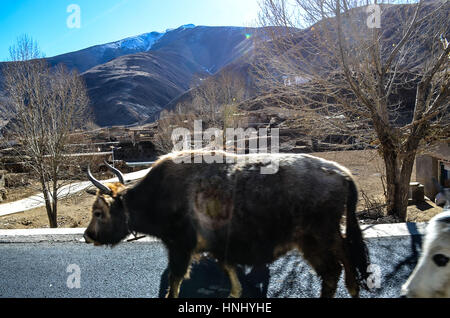 China. 14. Februar 2017. Die kurvenreiche Straße aus Sichuan, Tibet, genannt "72 Bögen in Nujiang Flusses", ist eine 12 Kilometer lange Straße von der Höhe von 3.100 Meter bis 4.651 Meter. Bildnachweis: SIPA Asien/ZUMA Draht/Alamy Live-Nachrichten Stockfoto