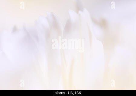 Schönen Frühling Blumen Hintergrund. Natur-Bokeh. Große Banner Stockfoto