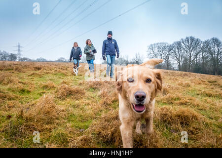 Sonntag Nachmittag Hundewiesen in Mid Sussex. Stockfoto