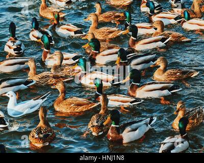 Wilde Enten und Möwen auf dem Wasser im Winter Stockfoto