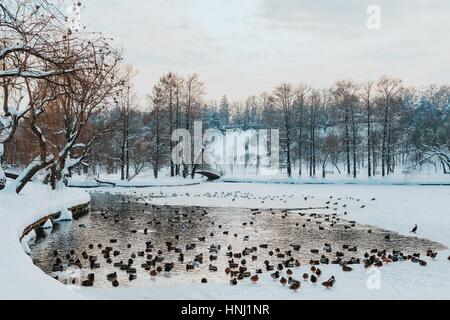 Enten und Möwen Vögel auf zugefrorenen See im Winter Stockfoto